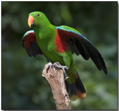 Eclectus Parrot - showing off