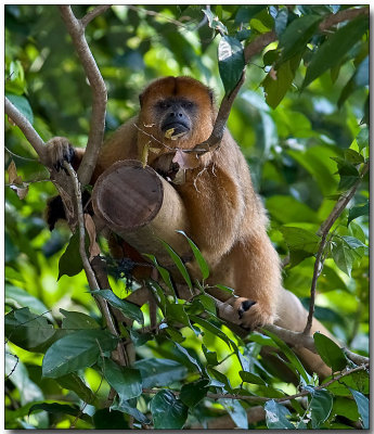 Black Howler - female