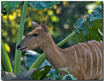 Nyala