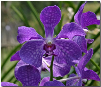 Orchid 48