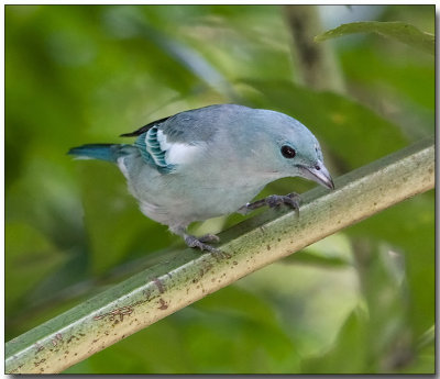 Blue-gray Tanager