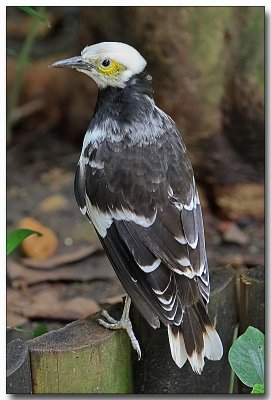 Black-collared Starling