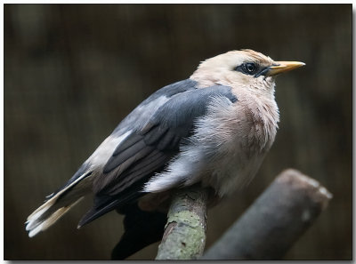 Vinous-breasted Starling