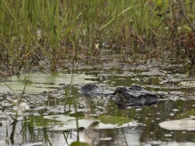 Aransas Wildlife Refuge