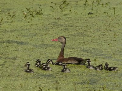 Brazos Bend State Park