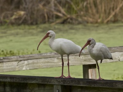 Brazos Bend State Park