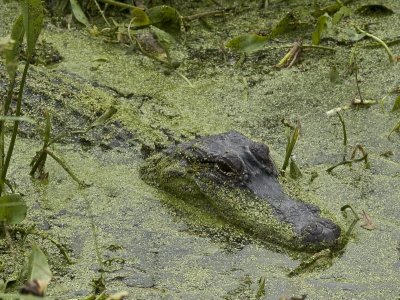 Brazos Bend State Park