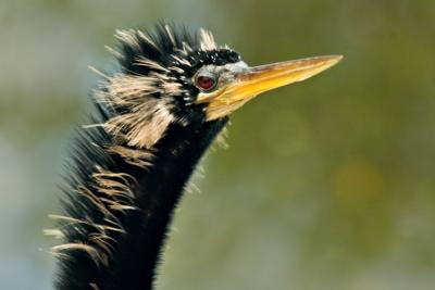 Anhinga 2