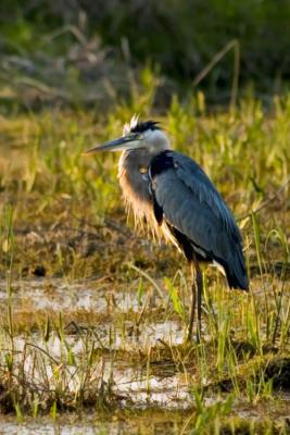 Backlit Heron