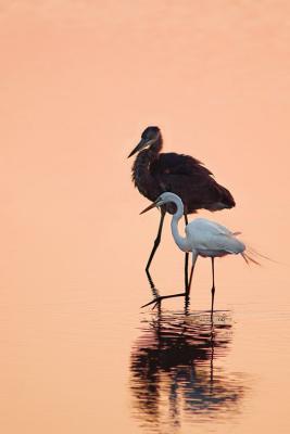 Birds of a Different Feather