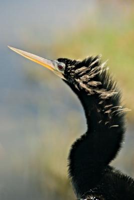 Anhinga 3