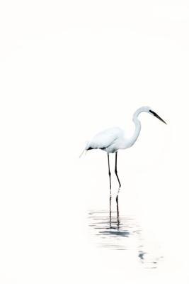 Egret in B&W