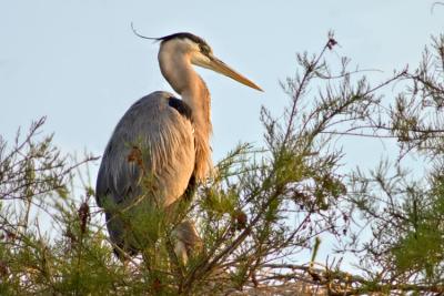 Perched Heron