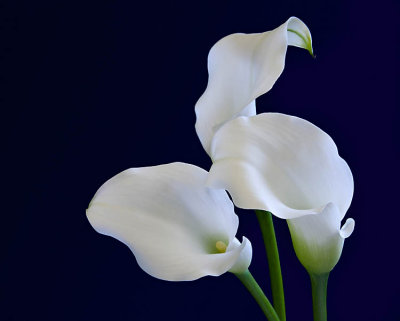 calla 2.jpg