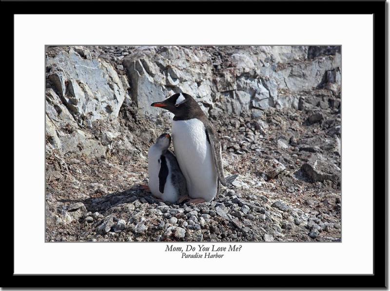 Penguine Chick and Mom