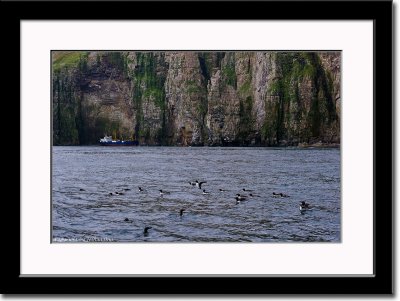 A Flock of Guillemots in Front of Stranded Ship