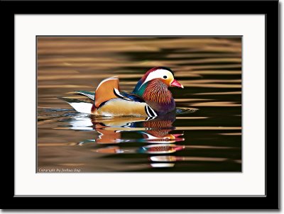 Mandarin Duck