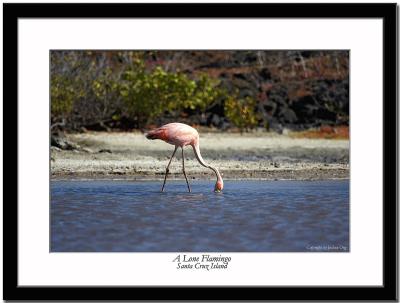 A Lone Flamingo