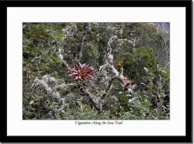 Vegetation Along the Inca Trail