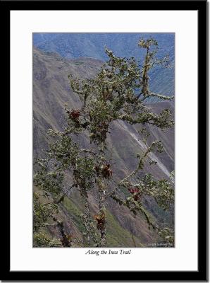 View Along the Inca Trail