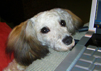 06 2008 Frenchy watching me on my laptop, Casio V7.jpg