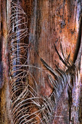 09.26.09 trunk, topaz NIKON D50.jpg