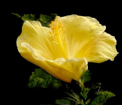 11 19 05 VP, yellow flower,  olyuz.jpg