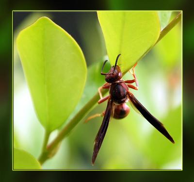 04 12 06, Hornet, handheld, Tamron 28-300 XR, Nikon D50.jpg