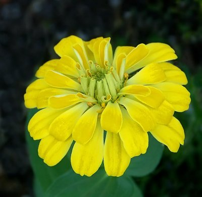 09 14 06 Yellow Flower ,ISO 200, noiseware, Minolta A1.jpg