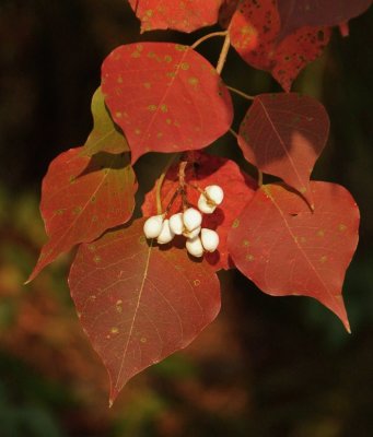 11 03 07 Berries in autumn, Nikon D50, tamron 18-250.jpg