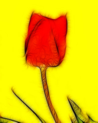 02 17 08 tulip, color genuine fractalius, A1.jpg