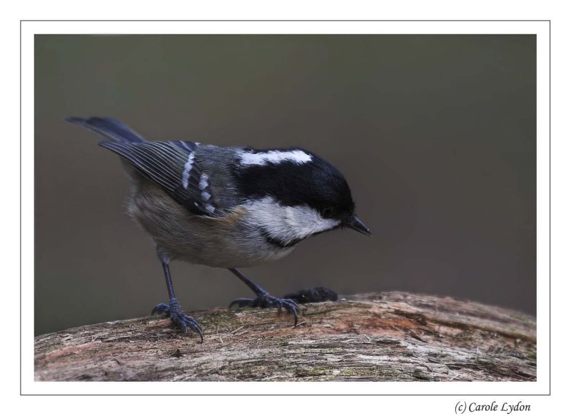 Coal Tit