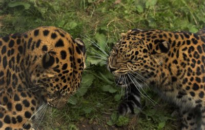 No.3 - Amur Leopards
