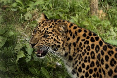 No.6 - Amur Leopard