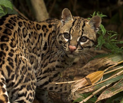 No.10 - Ocelot