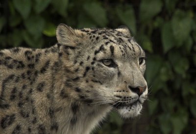 No.14 - Snow Leopard