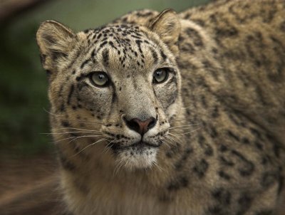 No.18 - Snow Leopard