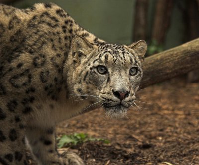No.20 - Snow Leopard