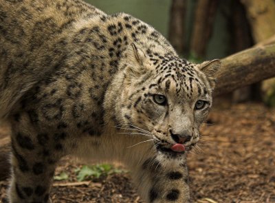 No.21 - Snow Leopard