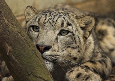 No.25 - Snow Leopard