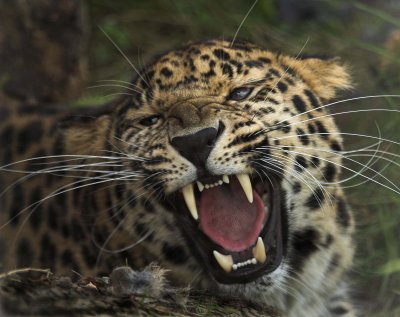 No.33 - Amur Leopard