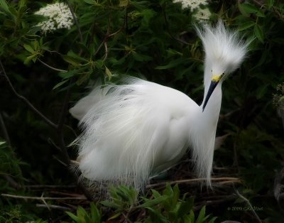 Snowey Egret nest2nt 1529.jpg