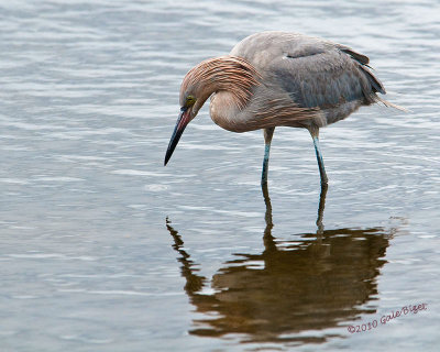 Reddish Egret nt.3963.jpg