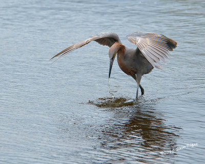 Reddish Egret nt.3982.jpg