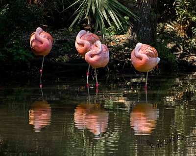 Flamingos3.31.10.NT4791.jpg
