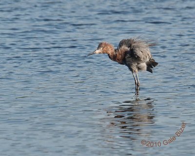 reddish egrets