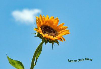 Sunflower  nt1170.jpg