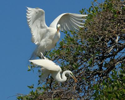 Great Egrets 3798.jpg