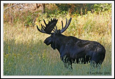 Moose in YNP