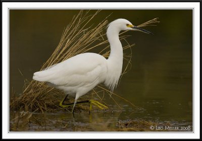 PC-_J3W6571CC framed.jpg